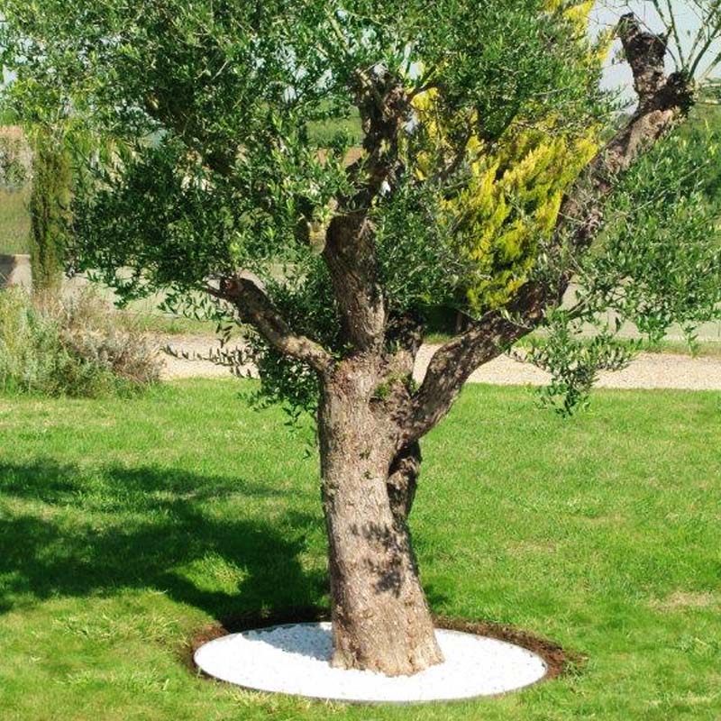 Entourage d'arbre par paysagiste Hush Garden Saint-Just-Saint-Rambert